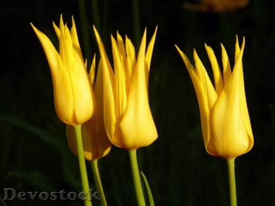 Devostock Tulips Yellow Flower Spring 0