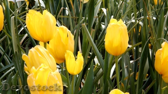Devostock Tulips Yellow Flowers Blooms