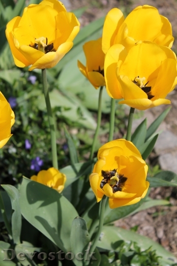 Devostock Tulips Yellow Flowers Close
