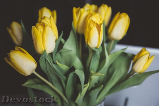 Devostock Tulips Yellow Flowers Flowers
