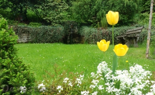 Devostock Tulips Yellow Flowers Garden