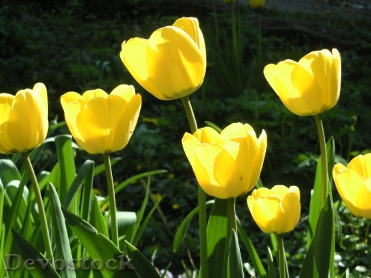 Devostock Tulips Yellow Flowers Spring 1