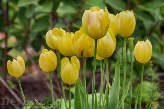 Devostock Tulips Yellow Flowers Spring 2