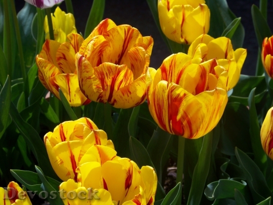 Devostock Tulips Yellow Garden Floral