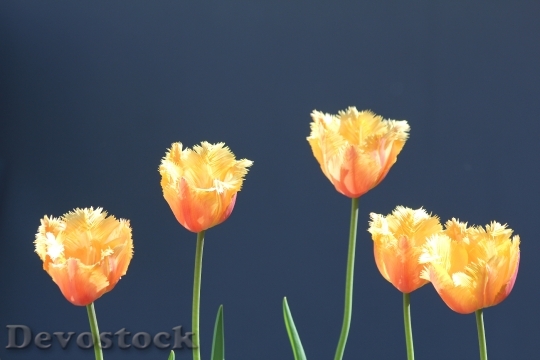 Devostock Tulips Yellow Orange Tulips