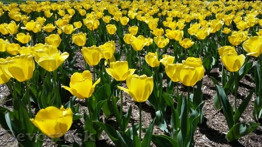 Devostock Tulips Yellow Spring Floral