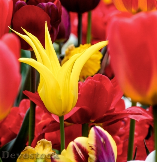 Devostock Tulips Yellow Spring Flowers 0