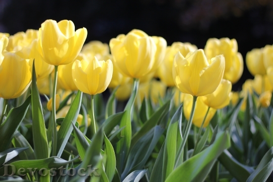 Devostock Tulips Yellow Spring Green