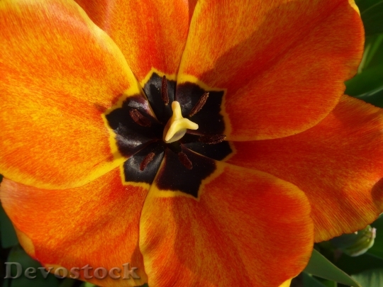 Devostock Tulpenbluete Tulip Spring Orange