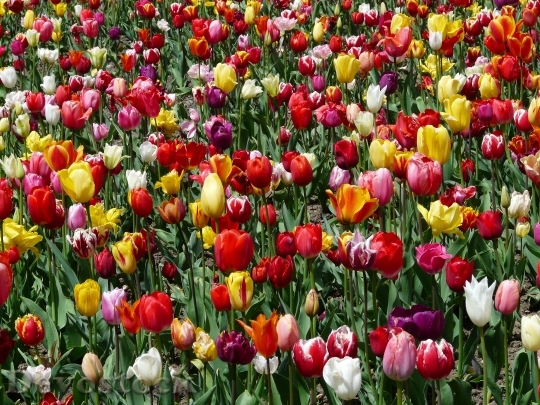 Devostock Tulpenbluete Tulips Flowers 47396