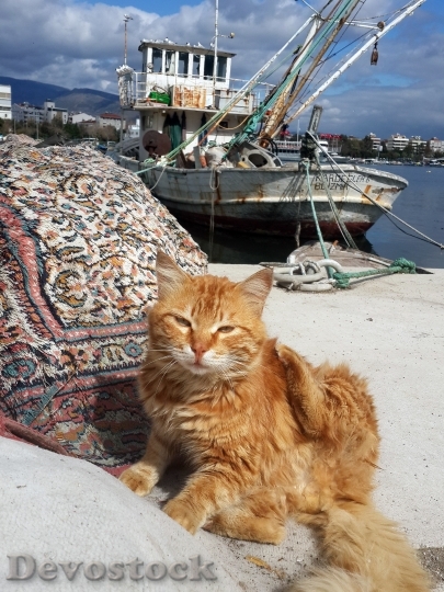 Devostock Turkey Izmir Marine Cat