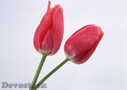 Devostock Two Spring Flowers Tulips