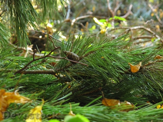 Devostock Undergrowth Pine Spruce Iglak