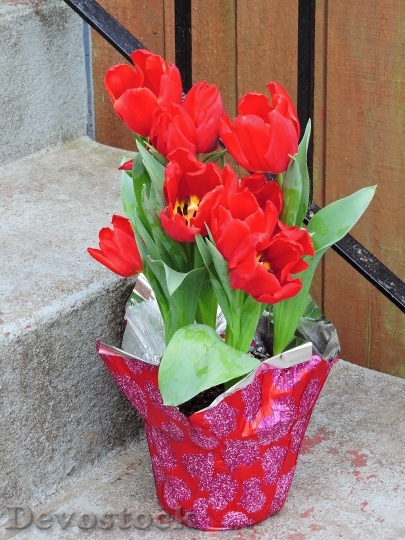 Devostock Valentines Day Tulips Flowers