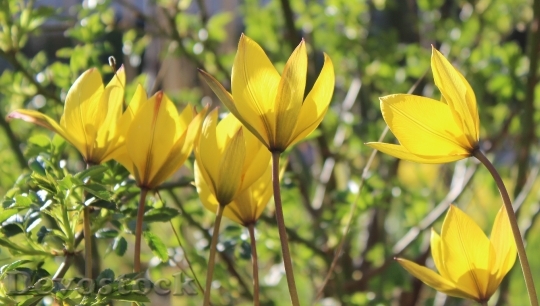 Devostock Vildtulpaner Tulips Yellow Flower