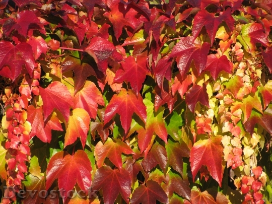 Devostock Vine Autumn Color Fall