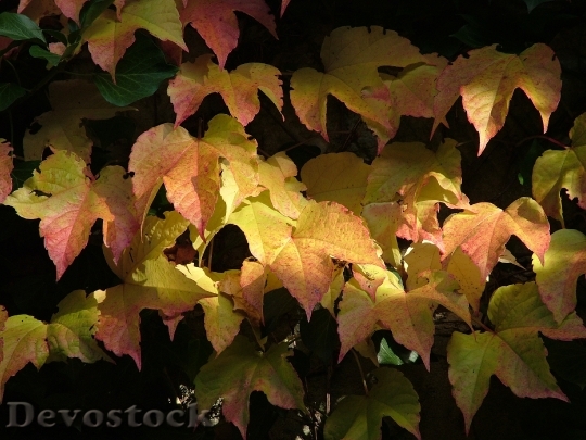 Devostock Vine Autumn Fall Leaves