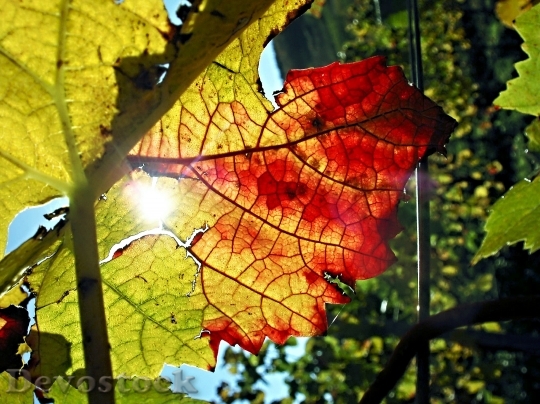 Devostock Vine Autumn Leaf Back