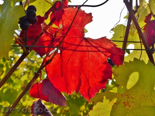 Devostock Vine Autumn Red Golden