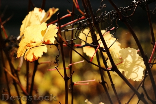 Devostock Vine Leaf Autumn Yellow 0