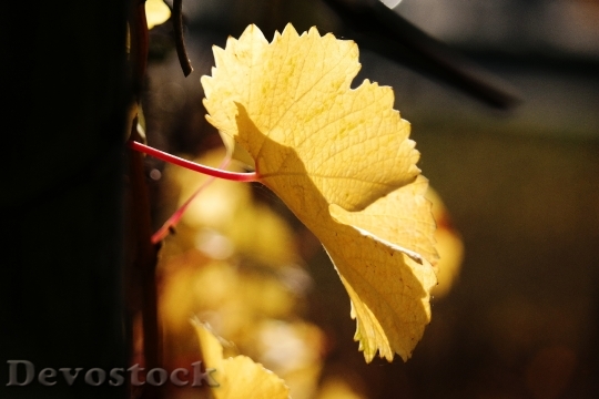Devostock Vine Leaf Autumn Yellow 1