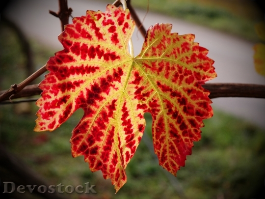 Devostock Vine Leaf Autumn Yellow 2