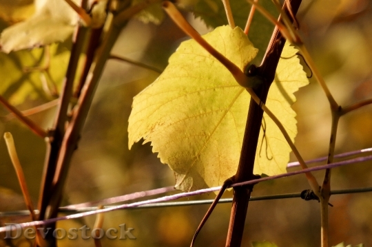 Devostock Vine Leaf Autumn Yellow