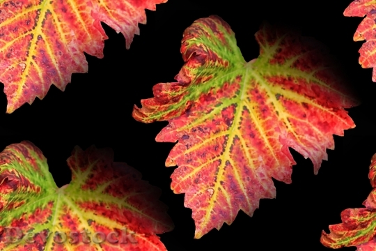 Devostock Vine Leaves Fall Color