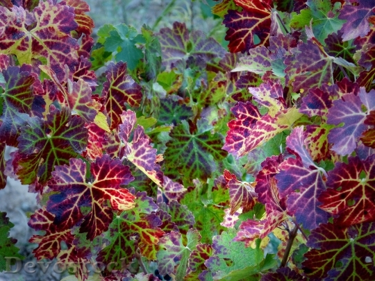 Devostock Vine Leaves Red Autumn 0