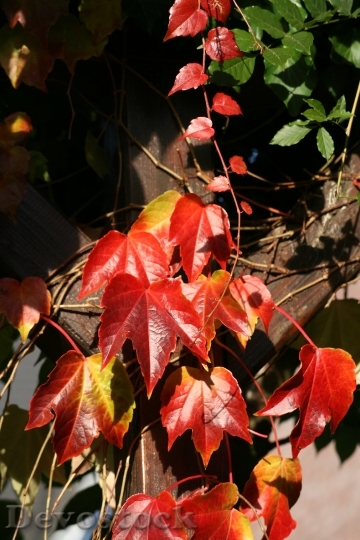 Devostock Vine Red Yellow Autumn