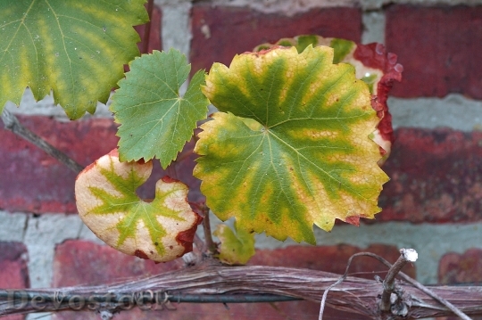 Devostock Vine Vine Leaves Wine 1