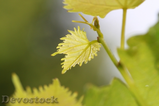 Devostock Vine Wine Leaf Wine