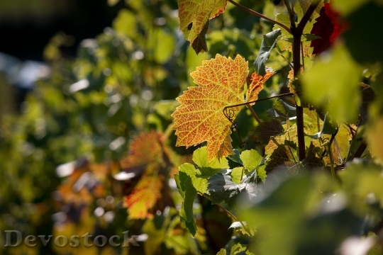 Devostock Vineyard Vine Autumn Red 1