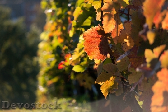 Devostock Vineyard Vine Autumn Red