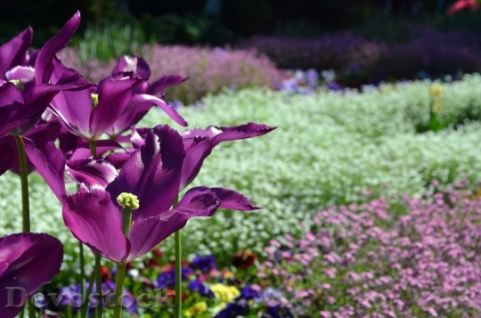 Devostock Violet White Tulip Planting