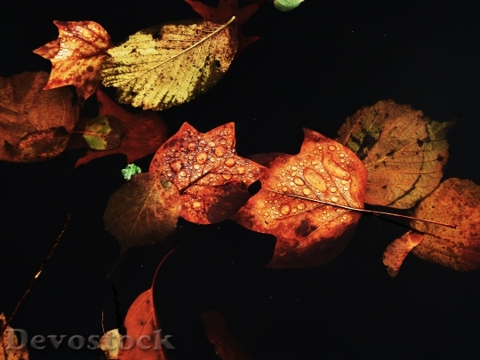Devostock Water Autumn Autumn Leaves