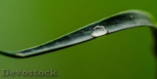 Devostock Water Drop Grass Leaf