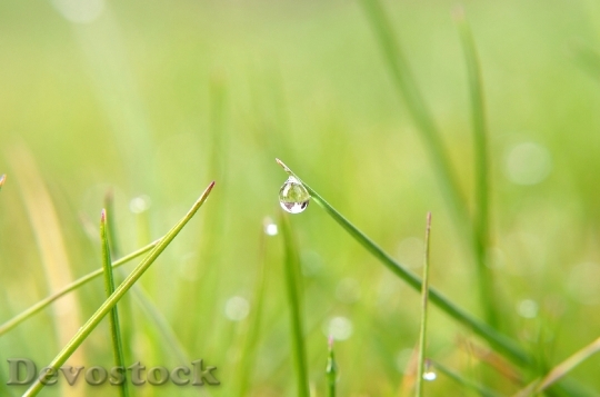 Devostock Water Drop On Grass