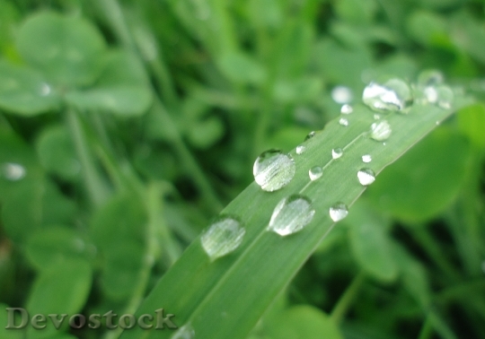 Devostock Water Drop Water Grass
