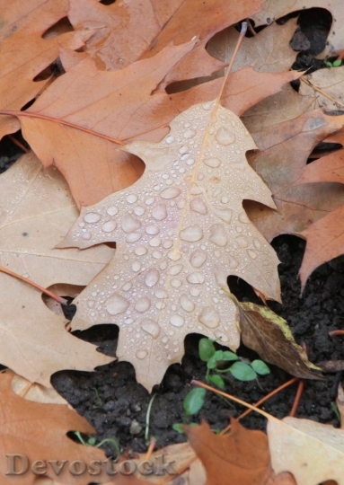 Devostock Water Droplets Leaf Fallen