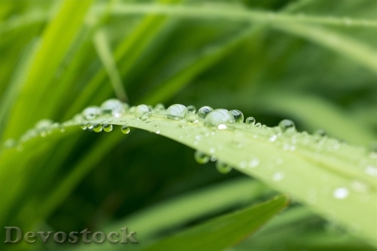 Devostock Water Droplets Plant Green