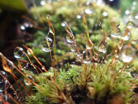 Devostock Water Drops Droplets Green