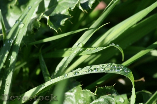 Devostock Water Drops Grass Sunlight