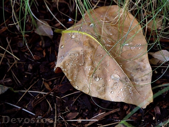 Devostock Water Drops Leaf