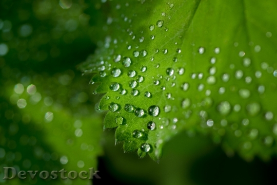 Devostock Water Drops Leaf Fresh