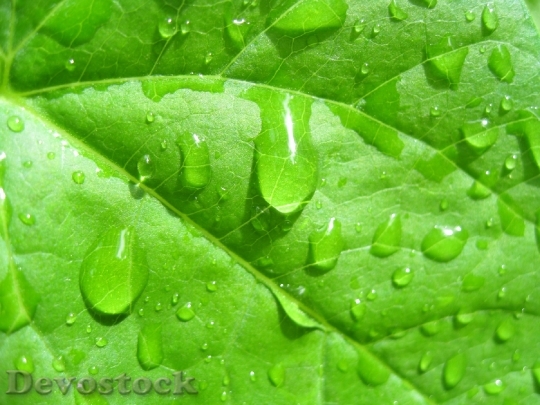 Devostock Water Drops Leaves Green