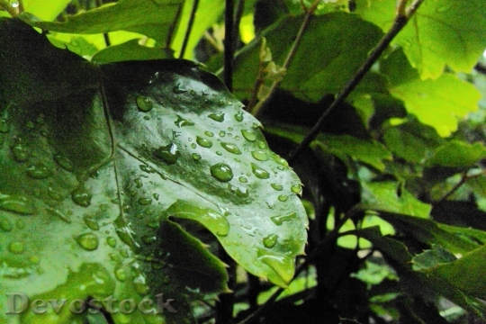 Devostock Water Drops Leaves Nature