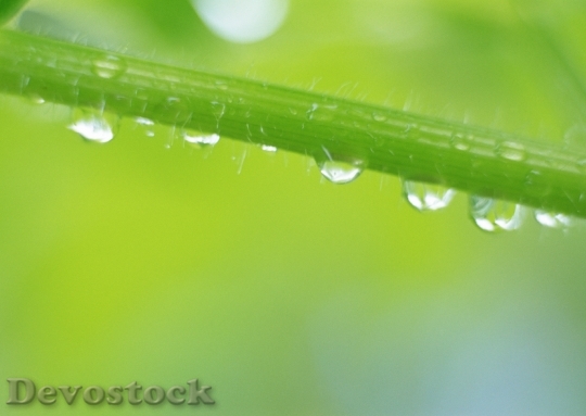 Devostock Water Drops On Green 0