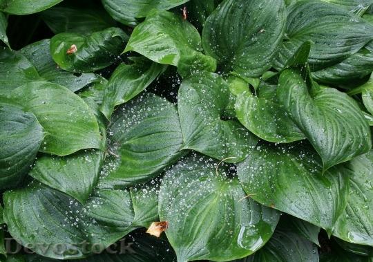 Devostock Water Drops Plant Natural