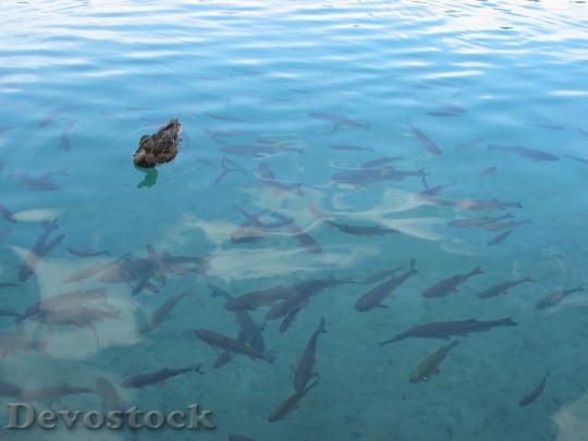 Devostock Water Lake Duck Fish